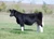 BBR Kingston heifer sold in Tostenson Family Cattle sale in fall 2025 for $7,250