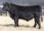 Sire of HA Covenant