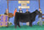 Dam: Who Dat Lady-NAILE Champion