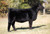 LLSF High Profile heifer sold at Lee Simmentals in fall 2024