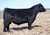 Aberan Mr Cayenne 2071