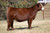 LLSF Dauntless heifer sold at Lee Simmentals in fall 2024 for $17,500 LLSF Dauntless heifer sold at Lee Simmentals in fall 2024 for $17,500