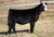 LLSF Dauntless heifer sold at Lee Simmentals in fall 2024 for $5,250 LLSF Dauntless heifer sold at Lee Simmentals in fall 2024 for $5,250