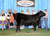 Champion Female 2012 IA State Fair Champion Female 2012 IA State Fair