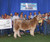 Maternal brother to the Reserve Champion steer at the 2022 Iowa State Fair!