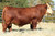 CMF Ernst Power Broker 405F