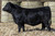 Schooley Kruz 848K