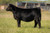 JSUL Dare 2 Compare heifer sold at Tree Lane Farms in fall 2024