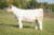 M&M The Outsider heifer sold at Tree Lane Farms in fall 2024