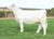M&M The Outsider heifer sold at Stierwalt Cattle in fall 2024