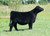 Conley Ransom heifer sold at Levi Douglas in fall 2024