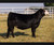 RP/CMFM John B heifer sold at Wallace Cattle Co in fall 2025 for $8,750