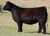 RJ Trust Fund heifer sold at RJ Cattle Company in fall 2024 for $24,000