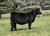 RJ Trust Fund heifer sold at Weis Cattle in fall 2024 for $40,500
