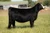 RJ Trust Fund heifer sold at Tree Lane Farms in fall 2024 for $14,000