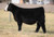 RJ Trust Fund heifer sold at Tree Lane Farms in spring 2025 for $70,000