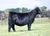 STAG Good Times heifer sold at PVF in fall 2024