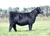 STAG Good Times heifer sold at PVF in fall 2024
