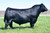 WB Pendleton 708 PVF SWSN