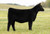 SSF On Point heifer sold at Dupler-King in fall 2024 SSF On Point heifer sold at Dupler-King in fall 2024