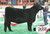 Granddam - Champion Chiangus Heifer 2016 Jr. Nationals, Res Champion Chiangus 2016 NAILE