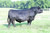 RP-BCR Insight G302(Female Sexed)