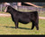 Next Level heifer sold at Walsh Cattle in fall 2025 for $30,000