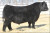 $40,000 son Ellingson Unchartered