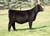 Coping with Destiny heifer sold at Weis Cattle for $65,500 in fall 2025
