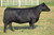 Dam - GW MISS GPRD 028X