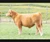 Golden Ticket steer sold at Spengler Cattle in fall 2025 for $8,250