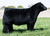 FSF Kolt 45(Sexed Male)
