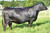 EXAR MERLE 7441 - $320,000 dam of Grenade EXAR MERLE 7441 - $320,000 dam of Grenade