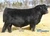 Ellingson Prolific(Female Sexed)