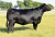 Daughter - EXAR Royal Lass 2068 Daughter - EXAR Royal Lass 2068