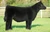 Progeny steer