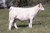 FC RF Summit heifer sold at Quarter Circle 7 Livestock in fall 2024 FC RF Summit heifer sold at Quarter Circle 7 Livestock in fall 2024