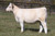 FC RF Summit heifer sold at Quarter Circle 7 Livestock in fall 2024 FC RF Summit heifer sold at Quarter Circle 7 Livestock in fall 2024
