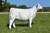 FC RF Summit daughter sold at Ridder Farms in fall 2025 for $21,000 FC RF Summit daughter sold at Ridder Farms in fall 2025 for $21,000