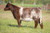 FSF Perfection heifer sold at Tree Lane Farms in fall 2024 for $16,000 FSF Perfection heifer sold at Tree Lane Farms in fall 2024 for $16,000
