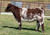 FSF Perfection heifer sold at Tice Show Cattle in fall 2024 for $10,500 FSF Perfection heifer sold at Tice Show Cattle in fall 2024 for $10,500