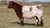 FSF Perfection heifer sold at Webster Cattle Co in fall 2024 for $36,000 FSF Perfection heifer sold at Webster Cattle Co in fall 2024 for $36,000