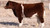 FSF Perfection steer sold at Priest Genetics in fall 2024 FSF Perfection steer sold at Priest Genetics in fall 2024