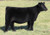 Gateway Follow Me Minnaert Maine/Angus-$25,000