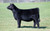 Gateway Follow Me heifer sold at Three Aces Cattle Co in fall 2024 for $7,250
