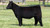 Getcha Some heifer at Goettemoeller Show Cattle fall 2024
