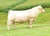 TR PZC MR ASSERTION 924 ET (Gunsmoke)(sale)