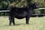 Daughter sold at Snake Run Cattle in fall 2026 for $10,000