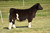 New World Order steer sold at England Show Stock in fall 2025 for  $63,500