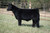 New World Order steer sold at Coor Cattle in fall 2025 for $8,500